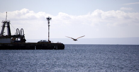 Goéland détroit de Magellan à l'aube