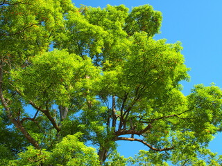 秋の公園の楠木と青空