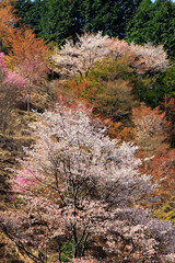 吉野山の山桜