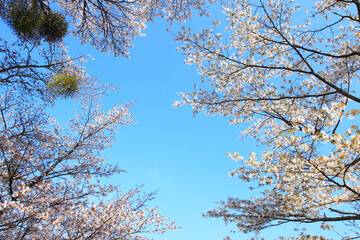 吉野山の山桜