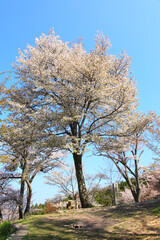 吉野山の山桜