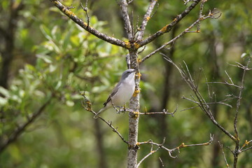  lesser whitethroat (Curruca curruca) Germany