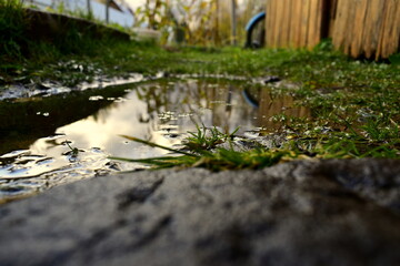 grass in a puddle after rain