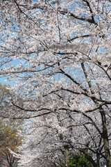 枝を差し伸ばす満開の桜並木