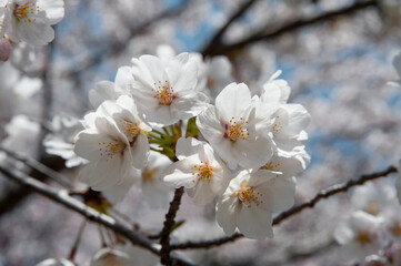 満開のさくらの花ｱｯﾌﾟ