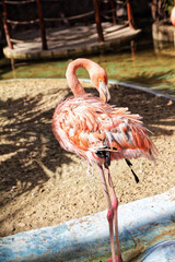 Pink Flamingo on Beach
