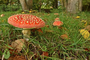 Fliegenpilze (Amanita muscaria) im Park