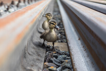 Two cute little ducklings. One duckling runs merrily looking at the camera.