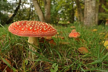 Fliegenpilze (Amanita muscaria) im Park