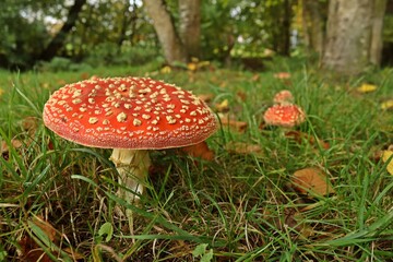 Fliegenpilze (Amanita muscaria) im Park