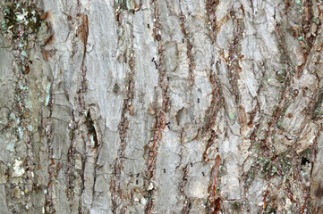 Natural tree bark background. Abstract photo in grey and brown colors. Old rough wood texture pattern. Big old tree