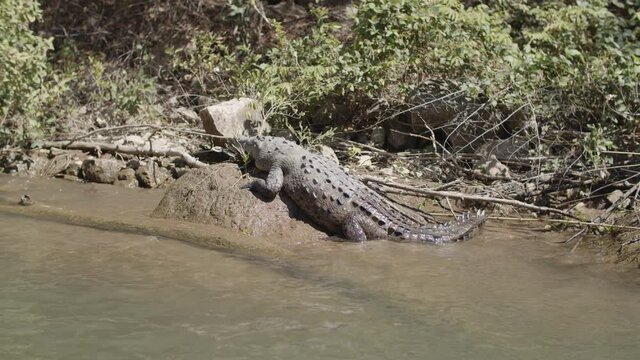 A huge crocodile sunbathing on a big rock at the shore of the river in Sumidero Canyon, Chiapas, Mexico