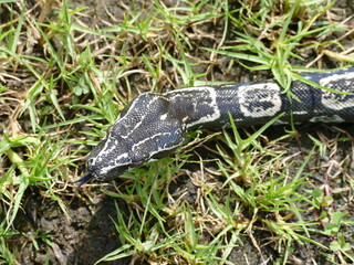 Boa constrictor longicauda, Peru. Diese Unterart wurde erst 1991 von Price & Russo beschrieben. 