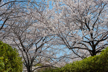 Fototapeta na wymiar 緑のツツジの垣根の奥で咲き出した桜