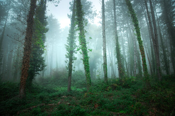 Obraz premium fabulous foggy forest. Landscape with green trees. Summer mood. 