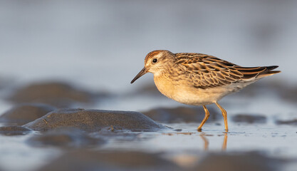 Sharp-tailed Sandpiper, Calidris acuminata