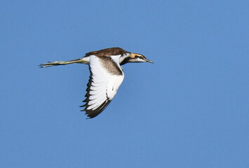 Pheasant-tailed Jacana