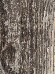 Obraz premium Verschiedene Hintergründe und Untergründe in verschiedenen Designs wie Holz und Beton