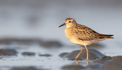 Sharp-tailed Sandpiper, Calidris acuminata