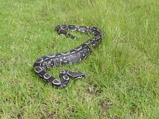Boa constrictor longicauda, Peru. Diese Unterart wurde erst 1991 von Price & Russo beschrieben. 