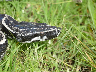 Boa constrictor longicauda, Peru. Diese Unterart wurde erst 1991 von Price & Russo beschrieben. 
