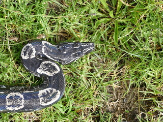 Boa constrictor longicauda, Peru. Diese Unterart wurde erst 1991 von Price & Russo beschrieben. 