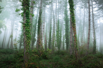 fabulous foggy forest. Landscape with green trees. Summer mood. 