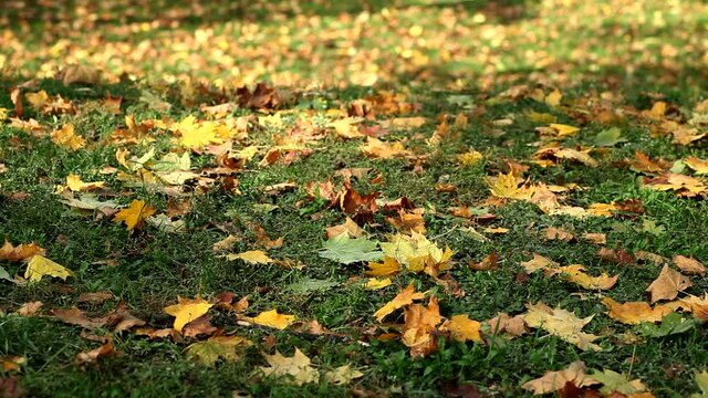Natural autumn background of golden fallen leaves on the grass with a blurred background and free copy space to insert text. Real time autumn background.