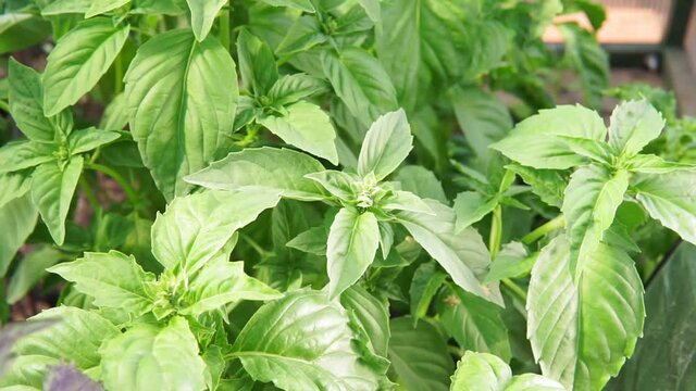 Basil green leaves close up growing organic plants. Ocimum basilicum