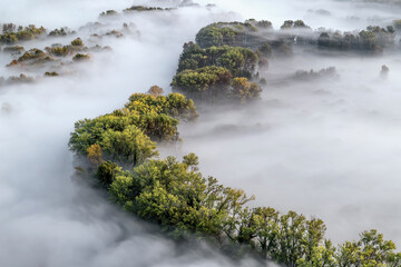 Trees  in the fog at dawn