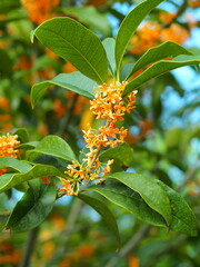 公園に咲く満開の金木犀