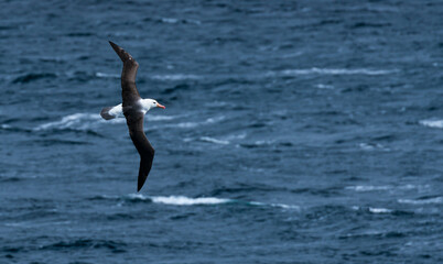 Beagle Channel, Magallanes and Chilean Antarctica Region, Chile, South America, America