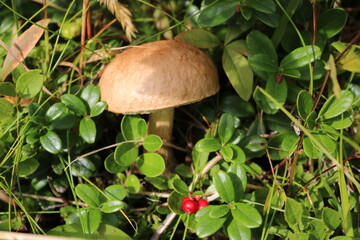 mushroom in the forest