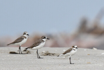 Lesser Sand Plover, Charadrius mongolus atrifrons/schaeferi