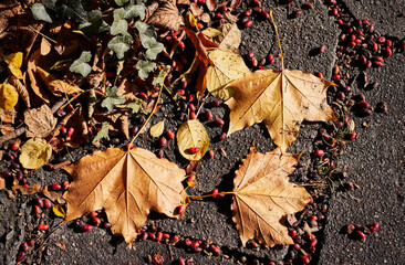 Dry maple leaves and berries on concrete