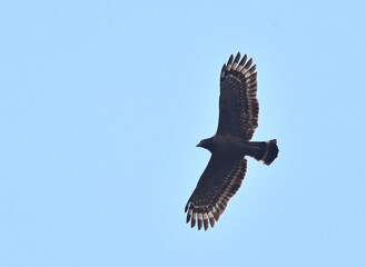 Philippine Serpent Eagle, Spilornis holospilus