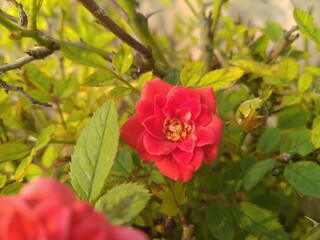 Red Rose in the Garden