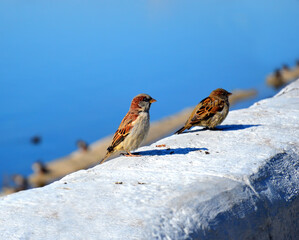 Two-sparrows are sitting on a stone parapet. On the embankment. Wildlife observation of birds.