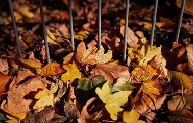 Autumn leaves on the ground in front of steel bars