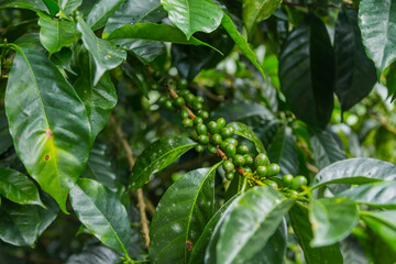 Raw coffee beans