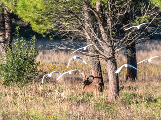 Bouc allongé et hérons pic bœufs en vol