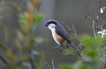 Mountain Shrike, Lanius validirostris