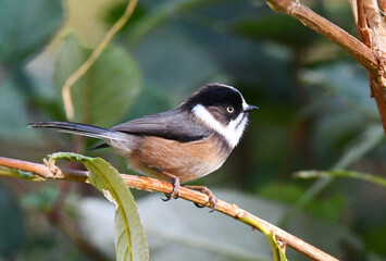 Burmese Tit, Aegithalos sharpei