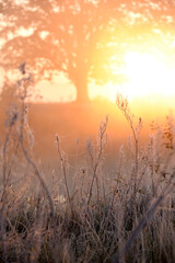 Fototapeta premium Silhouette of a mighty oak tree in the morning fog on a frosty autumn morning and the grass in hoarfrost. Artistic photo.