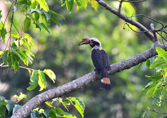 Luzon Hornbill, Penelopides manillae © AGAMI