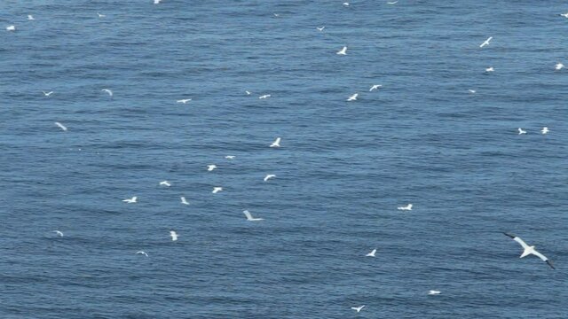 Gannets (Morus bassanus) flying over the Moray Firth, Scotland