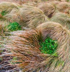Cape Horn, Cape Horn National Park, Cape Horn Island, Tierra del Fuego archipelago, Magallanes and Chilean Antarctica Region, Chile, South America, America