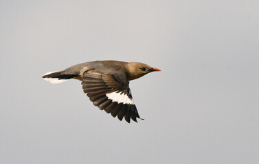 Vinous-breasted Starling, Acridotheres burmannicus