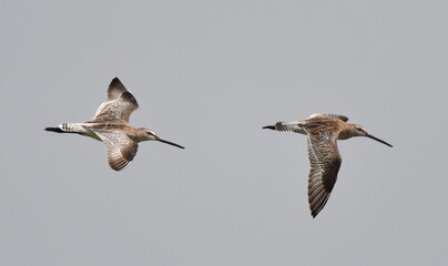 Asian Dowitcher, Limnodromus semipalmatus