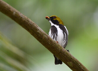 Olive-backed Flowerpecker, Prionochilus olivaceus
